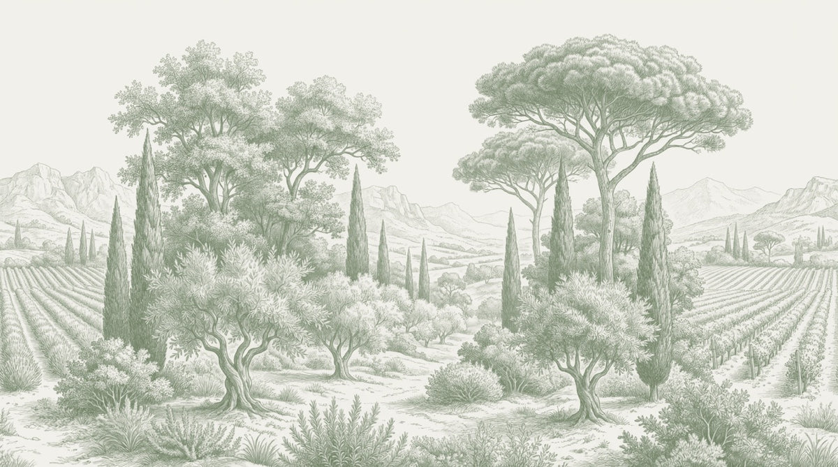 Papier peint panoramique arbres méditerranéens - Pins parasol cyprès oliviers paysage méditerranéen gravure détaillée vert sauge sur mesure - Design
