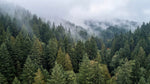 Papier peint panoramique forêt - Sapins brumeux vallées montagneuses nuages blancs tons vert sapin et gris sur mesure - Design