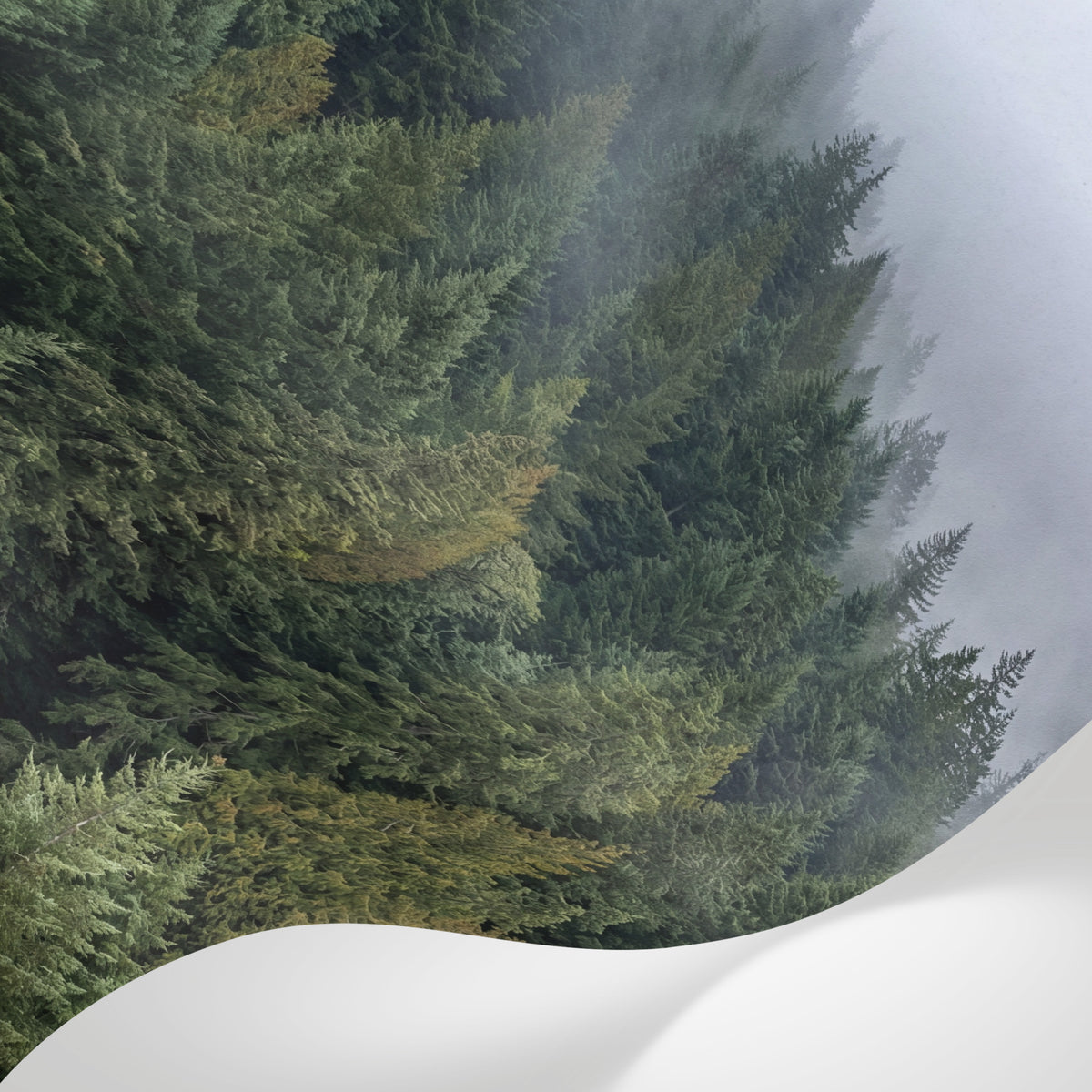 Papier peint panoramique forêt - Sapins brumeux vallées montagneuses nuages blancs tons vert sapin et gris sur mesure - Matière